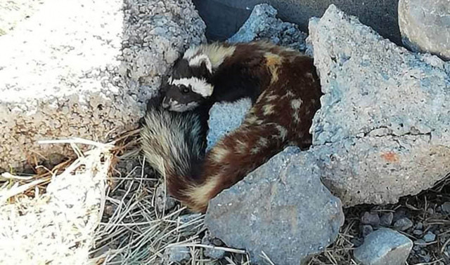 Sivas'ta nesli tükenmekte olan alaca sansar görüntülendi! - Resim: 0