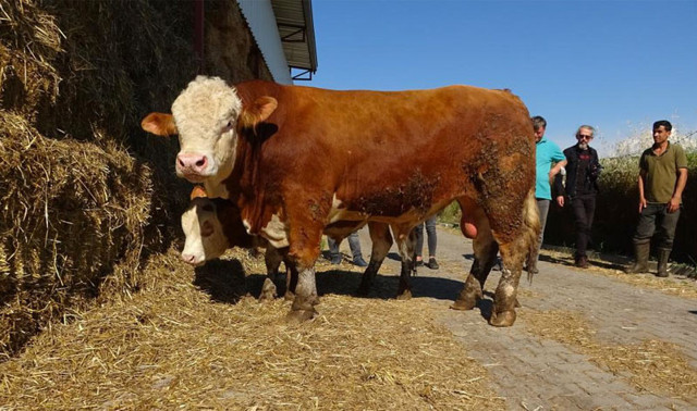 Bursa'da çıktığı baskülü kıran kurbanlık, ikinci el otomobil fiyatına satışta - Resim: 0