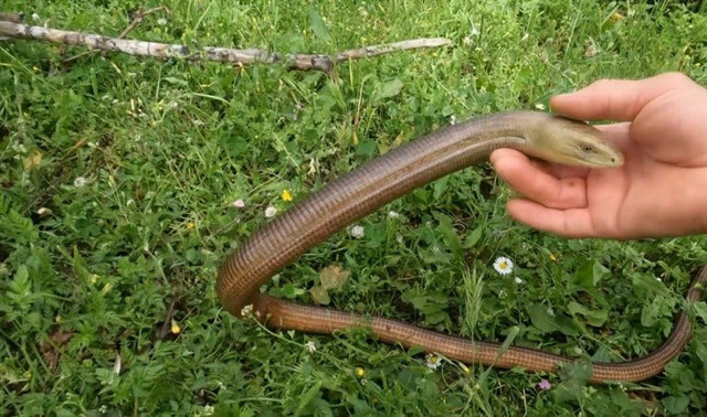 Türkiye'nin her yerinde görülebiliyor! 'Kör yılan' sananlar var, zararsız olduğunu ispatlamak için eliyle sevdi - Resim: 0