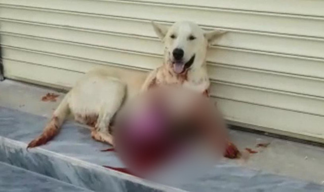 Şanlıurfa sesinden rahatsız olduğu köpeği vuran kişi gözaltına alındı - Resim: 0