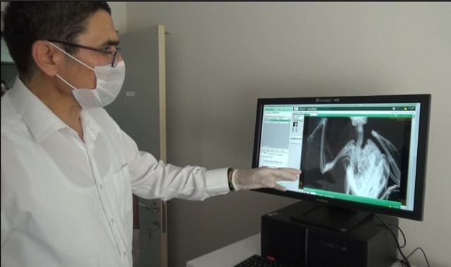 Hatay'da çobanın bulduğu yaralı yılan kartalı tedaviye alındı - Resim: 2