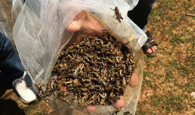 Gaziantep İslahiye'de 6 mahallede çekirgeyle mücadele - Resim: 0