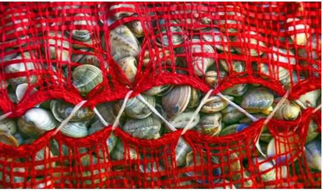 Türkiye'de kimse 'cik cik' yemiyor! Yurt dışından talep yağıyor! İspanya, Norveç, Japonya... - Resim: 0