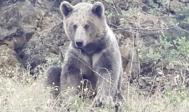 Tunceli'de kamp alanına gelen ayıyı vatandaşlar besliyor! - Resim: 0