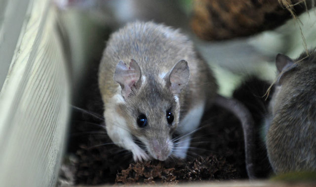 Dünyada sadece Mersin'de var! Anadolu dikenli faresi koruma altında - Resim: 3