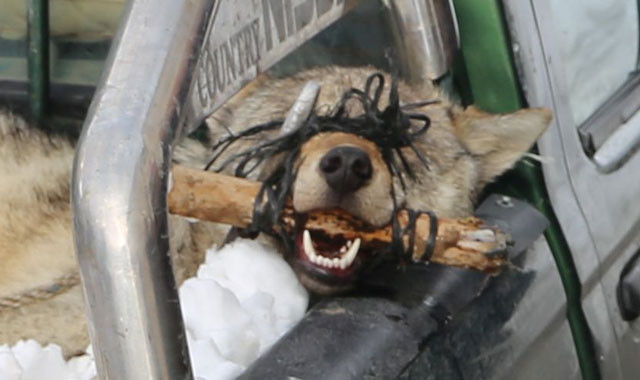 Köylüler yakaladı kaymakam devreye girdi! Korkutan görüntü - Resim: 1