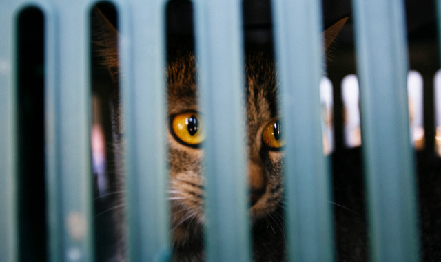 Hz.Süleyman dönemindeki ibretlik hikaye - Resim: 3