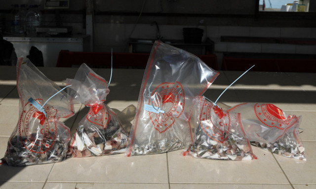 Antalya'da teslimat başladı! Bir saatte 1100 balon balığı kuyruğu getirildi - Resim: 0