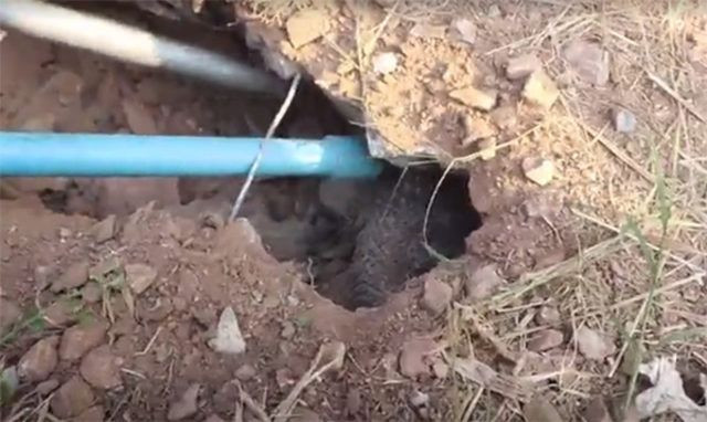 Bahçede toprağın altından gelen sesin kaynağı şoke etti! - Resim: 4