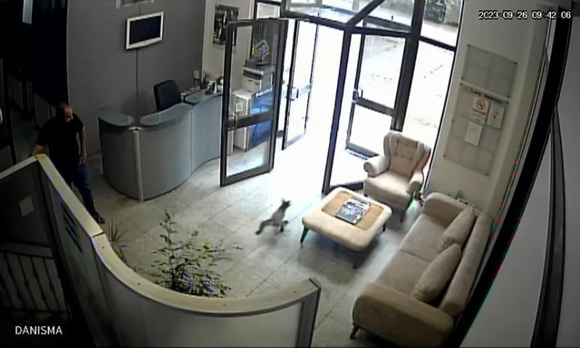 Televizyon binasına tilki geldi, ortalığı birbirine kattı: Kimse inanmaz - Resim: 1