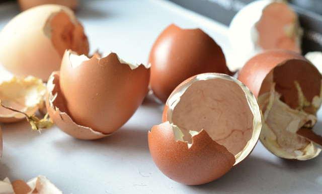 Toprağa yumurta koyun 6 hafta sonra bakın ne oluyor! Görenler hadi canım dedi - Resim: 2