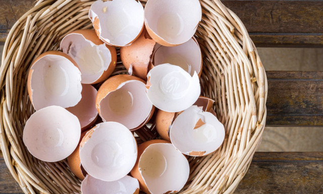 Toprağa yumurta koyun 6 hafta sonra bakın ne oluyor! Görenler hadi canım dedi - Resim: 1