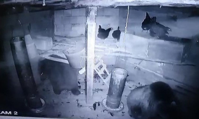 Kümese giren adam hayatının şokunu yaşadı! Gerçek kamera kayıtlarını izleyince ortaya çıktı - Resim: 1