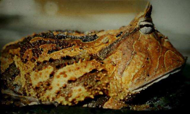 Boynuzlu kurbağaların bu özelliğini duyunca şoke olacaksınız dinozoru bile...! - Resim: 2