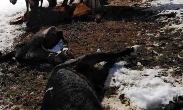 Köylüleri dehşete düşüren manzara! Yayla yolunda buldular - Resim: 2