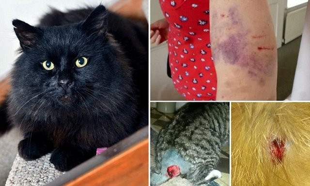 Gerçek 'Kara Kedi' - Resim: 1