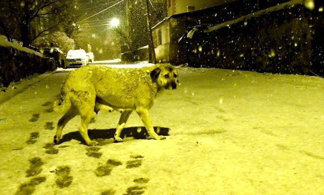 Kars Sarıkamış beyaza büründü! Nisan ayında yağan kar herkesi şaşırttı - Resim: 3