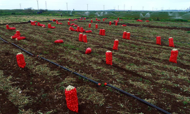 Soğanın kilosu 20 lirayı aştı! Fiyatlar ne zaman düşecek? - Resim: 0