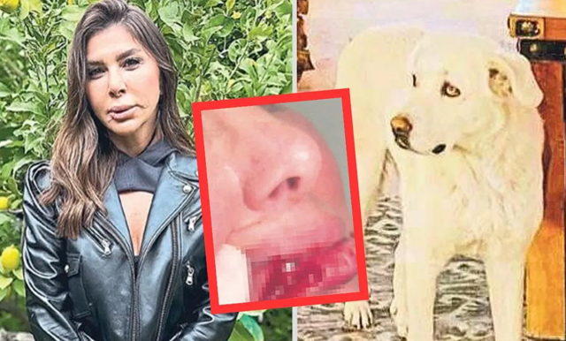 Stilist Sinem dehşeti yaşadı, sokak köpeği dudağını parçaladı! Meğer sahipliymiş gibi çip taktırıp... - Resim: 0