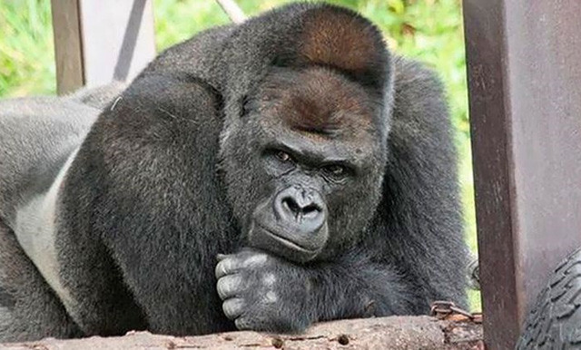 Herkes onu görmeye geliyor George Clooney ile kıyaslanıyor  - Resim: 3