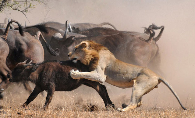 Uçan Pitbullu görenler şaştı kaldı bir anda saldırdı ama... - Resim: 3