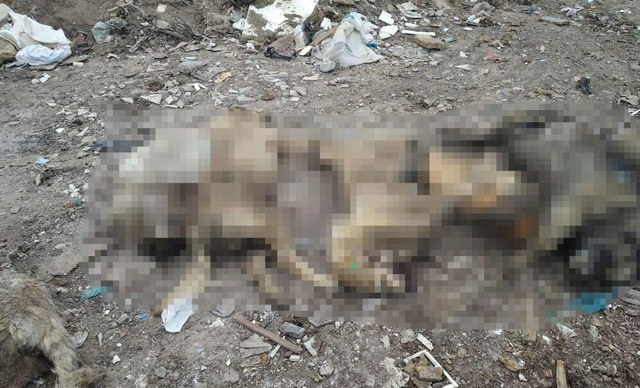 Ankara'da ürperten görüntü! Poşetlerin içinde... - Resim: 0