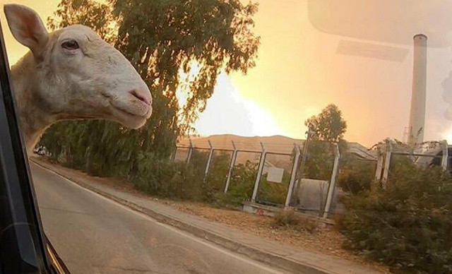 Milas ve Köyceğiz'deki yangınlar hala devam ediyor Seydikemer'de yenisi başladı işte son durum! - Resim: 1