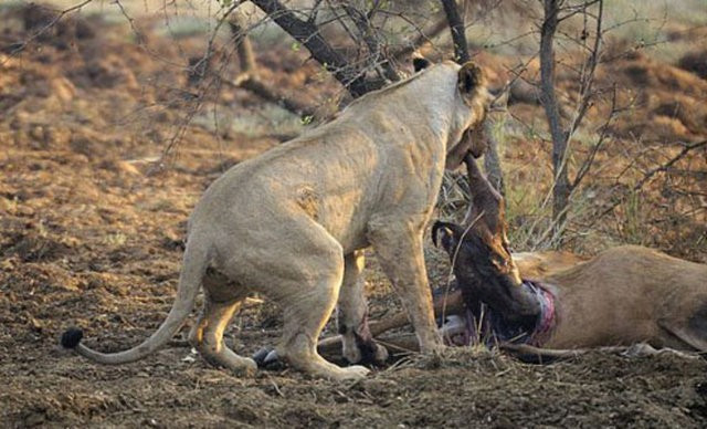 Avının hamile olduğunu gördü öyle bir şey yaptı ki gerçekten şok! - Resim: 4