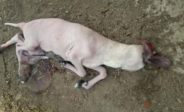 Aydın'da inanılmaz olay! Başsız doğan kuzu şoke etti - Resim: 1