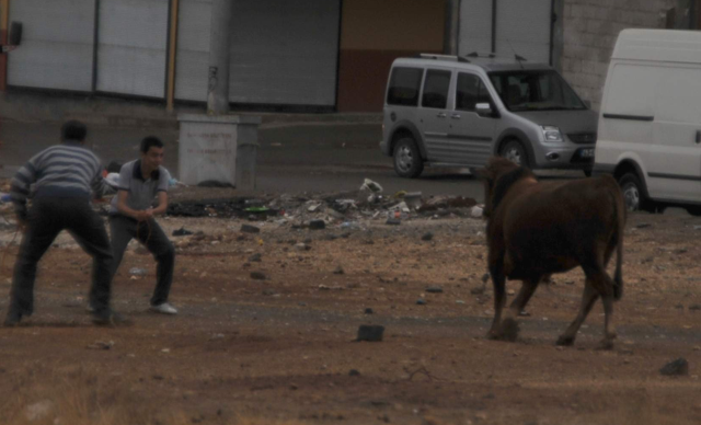 Azgın boğa ortalığı birbirine kattı - Resim: 1