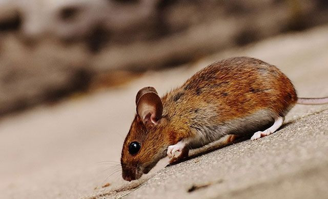 ABD’li bilim insanları uyardı: Bir sonraki corona virüs salgını farelerden gelecek - Resim: 3