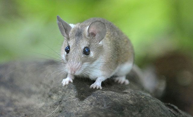 ABD’li bilim insanları uyardı: Bir sonraki corona virüs salgını farelerden gelecek - Resim: 4
