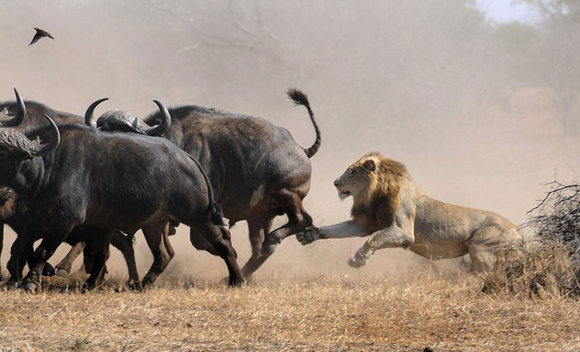 Uçan Pitbullu görenler şaştı kaldı bir anda saldırdı ama... - Resim: 2
