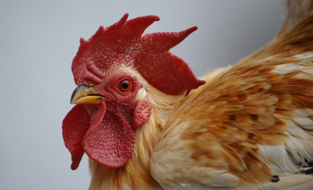 Bu tavuklar podyuma hazırlanıyor! - Resim: 4