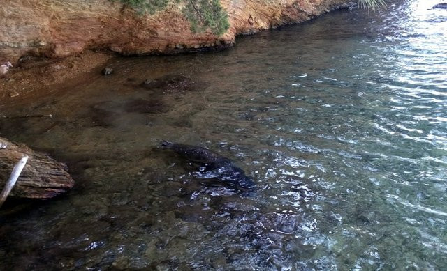 Bu hayvan türü Bodrum'da görüntülendi... - Resim: 1