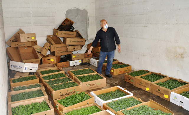 Antalya'da vatandaş fideye yöneldi fide satıcısı: Ömrümde böyle bir şey görmedim - Resim: 0