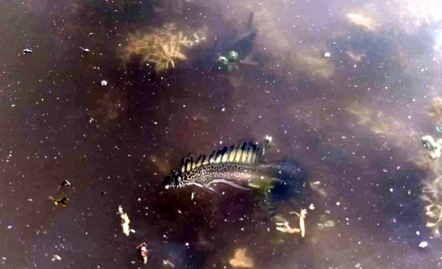 Doğa sporları gönüllüsü buldu! Tuhaf canlıyı görünce şoke oldu - Resim: 0