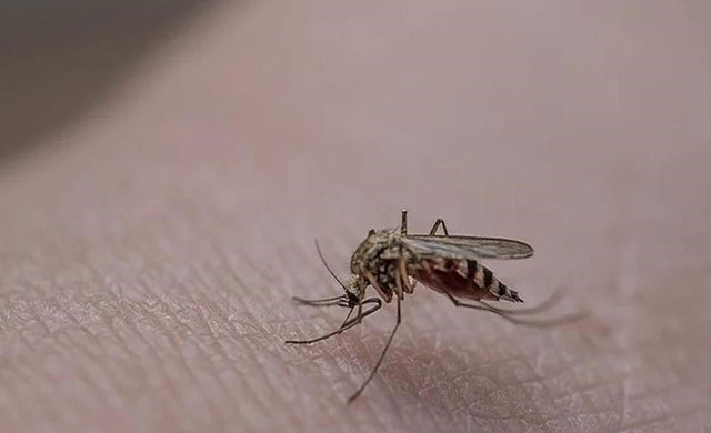 Şikayetler patladı İstanbul'da sivrisinekler hastanelik etti! Bu ilçelerde yaşayanlar dikkat "Isırmıyor resmen koparıyor" - Resim: 1