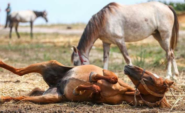 Ruam hastalığı nedir insanlara da geçiyor Vali Ali Yerlikaya'dan açıklama! - Resim: 0