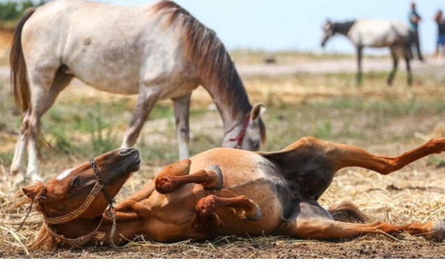 Adalar'daki faytonlar kaldırılıyor İBB'de son dakika kararı - Resim: 1