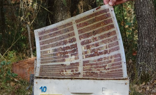 Bursa'da üretiliyor! Litresi 2 bin 500 lira taleplere yetişemiyorlar - Resim: 3