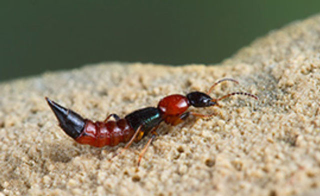 Kanserin çaresi bu böceğin içinde gizliymiş! - Resim: 1