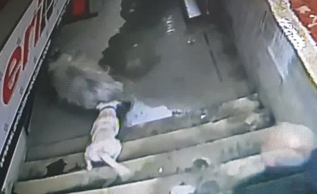 Sahibiyle kahvaltı yapan keçi bir anda hayatının şokunu yaşadı!  - Resim: 3