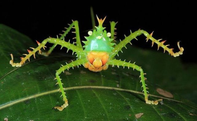 Dünyanın en tuhaf canlıları - Resim: 2