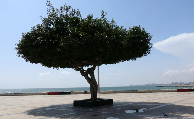 Mersinliler 'Evde kal' çağrısına uydu sahil şeridi bomboş kaldı - Resim: 0