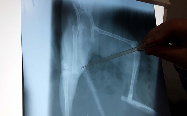 Osmaniye'de Van kedisi balkondan düştü ayağı kırıldı - Resim: 2