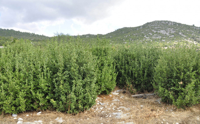 5 milyon lira gelir getiriyordu! Antalya'da defne sahası yandı: Köylü de yandı demektir - Resim: 1