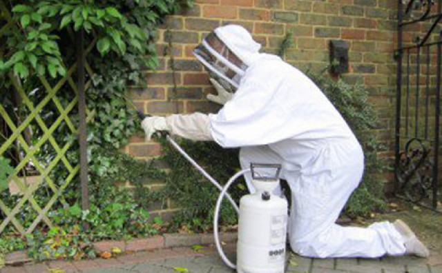 Örümcek kabusundan kurtulmak isteyenler dikkat! - Resim: 0