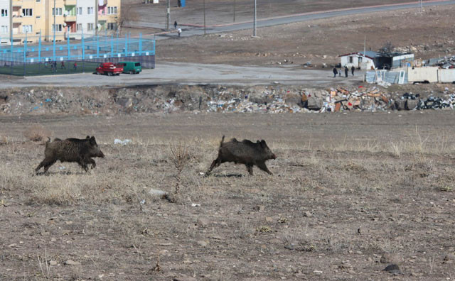 Ordu ve Kayseri'de görüldüler! Şehir merkezine kadar iniyorlar - Resim: 2