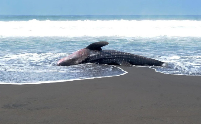 Ürküten görüntü! Dev köpekbalığı sahile vurdu - Resim: 0